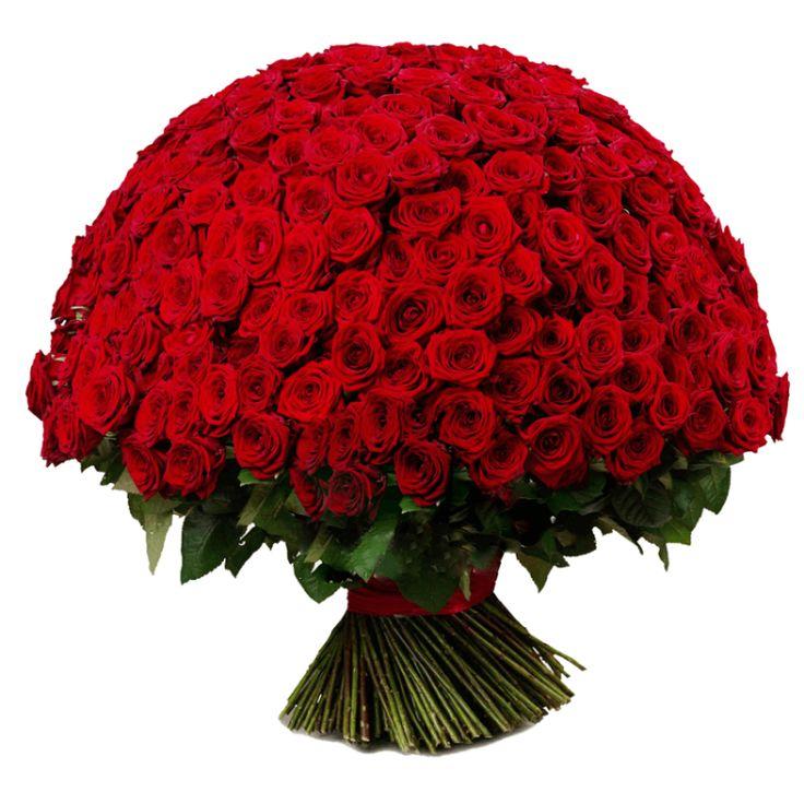 Harmony's Heartbeat Lush Botanical Symphony